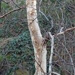 Betula utilis Hábitos