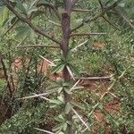 Gymnosporia buxifolia Habit