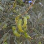 Acacia cyclops Fruit