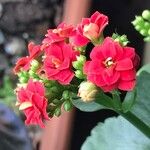 Kalanchoe blossfeldianaКветка