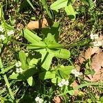 Valeriana woodsiana Květ