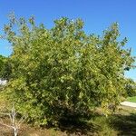 Salix gooddingii Habit