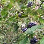 Cornus amomum Fruit