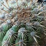 Weberbauerocereus weberbaueri 葉
