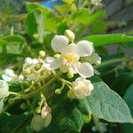 Cardiospermum grandiflorum Flower