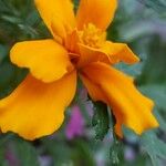 Tagetes tenuifoliaКветка