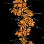 Berberis trigona 花