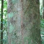 Protium apiculatum Coajă