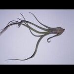 Tillandsia pseudobaileyi Hoja