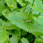 Doronicum columnae Hoja