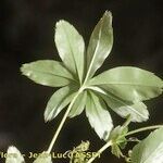 Alchemilla pallens Blad