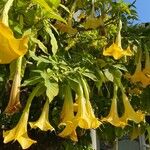 Brugmansia suaveolens (Humb. & Bonpl. ex Willd.) Bercht. & J.PreslFlower