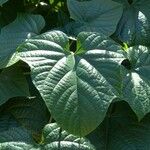 Clerodendrum paniculatum Folla