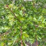 Crataegus × sinaica Leaf