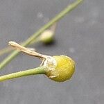 Anthericum ramosum Fruit