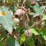 Corymbia ficifolia Fruit