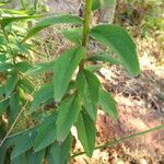 Hieracium virgultorum Blatt