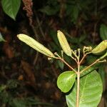 Ferdinandusa panamensis Fruto