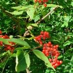 Sambucus racemosa Ffrwyth