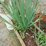 Allium barthianum موطن