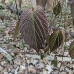 Viburnum setigerum Blatt