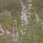 Vitex agnus-castusFlower