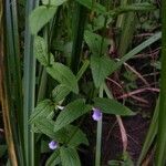 Scutellaria galericulata Hostoa