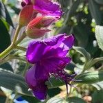 Tibouchina urvilleana Flower