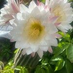 Echinopsis schickendantzii Flor