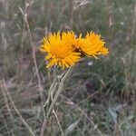 Pentanema oculus-christi Flower