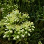 Sedum sediforme Fiore