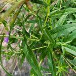 Symphyotrichum novae-angliaeBark