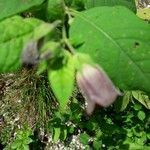 Atropa belladonna Bloem