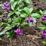 Cardamine glanduligera Flors