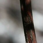 Hemionitis quadripinnata Φλοιός