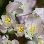 Allium roseum Virág