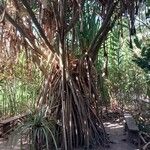 Pandanus urophyllus Yeri