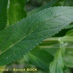 Scrophularia oblongifolia Blad