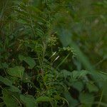 Xenostegia tridentata Blomst