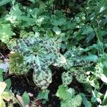 Podophyllum cv. 'Kaleidoscope' Blad