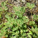 Trifolium fucatum Natur