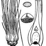 Isoetes longissima Sonstige