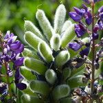 Lupinus polyphyllus Plante entière