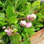 Vaccinium angustifolium Fruto