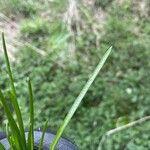 Ranunculus minimus Leaf