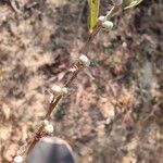 Indigofera linifolia Фрукт