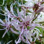 Calodendrum capense Flor