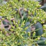 Bupleurum fruticosum Ffrwyth