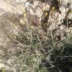 Phagnalon rupestre Kvet