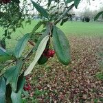 Cotoneaster frigidus Folha